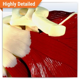 GPI Anatomicals - Muscled Shoulder Model, Right Shoulder Joint with Muscles Model for Human Anatomy, Physiology Education, Anatomy Model for Doctor's Office and Classrooms, Medical Learning Resources