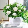 300+ Gardenia Seeds Cape Jasmine Flower Seed for Home Garden