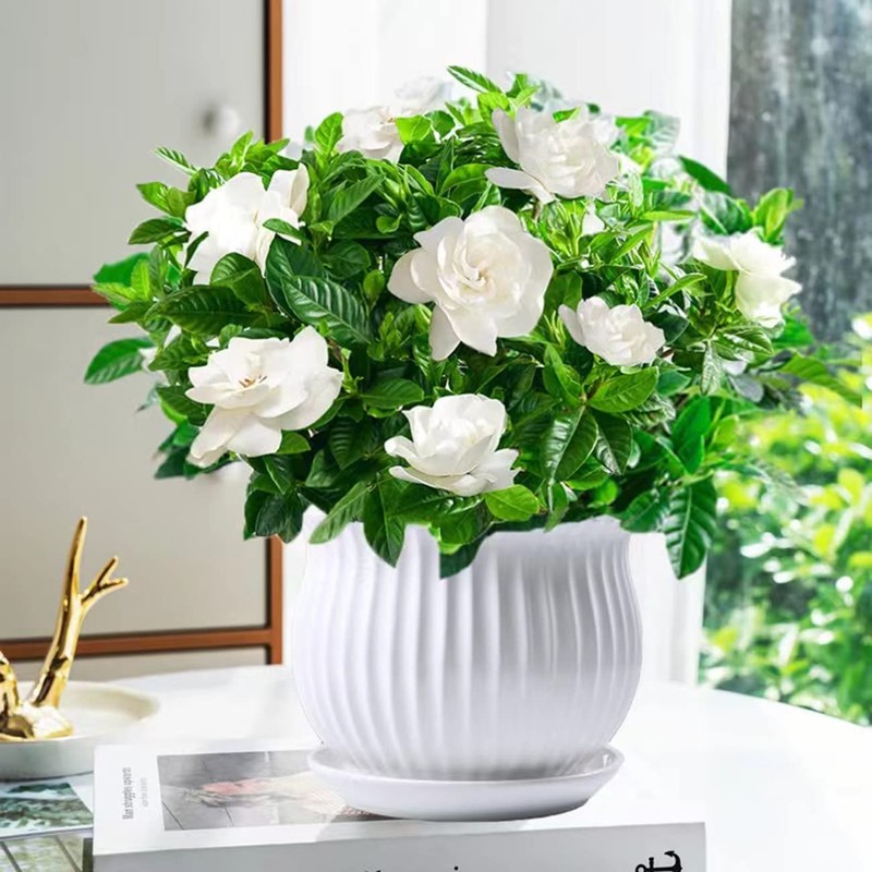 300+ Gardenia Seeds Cape Jasmine Flower Seed for Home Garden