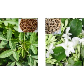 Combo 30+ Chipilin and 2 SEMILLAS DE LOROCO (FERALDIA PANDURATA) Tamales Pupusas-LOROCO Seeds (Crotalaria Longirostrata) Rare Organic Heirloom Seeds, Herb Seeds for Soups, Tamales, Pupusas Diaspora