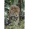 3D Postcard / 3D Viewing Card Wild Cats: Jaguar (10022)