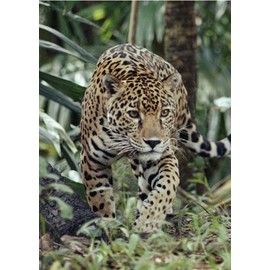 3D Postcard / 3D Viewing Card Wild Cats: Jaguar (10022)