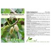 Seedeo® White Mulberry Tree (Morus Alba) Approx. 50 cm -