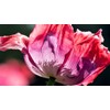 Afghan Poppy Mixed Colors Papaver Pink Purple White Flower 1000
