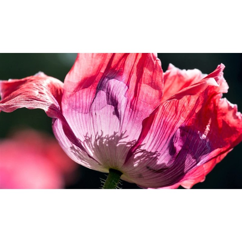 Afghan Poppy Mixed Colors Papaver Pink Purple White Flower 1000