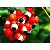 MOS Guarana Concentrated Powder 210g / MOS 과라나 농축 분말