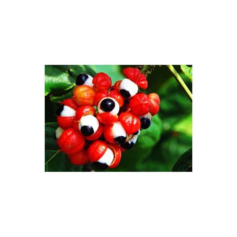 MOS Guarana Concentrated Powder 210g / MOS 과라나 농축 분말