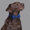Rhea Rose Bowtie Dog Collars Blue Paisley Pattern Large