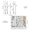 Supzone Large Birch Tree Wall Decals 5 White Tree Forest