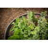 6 Pack of 16 in Planting Rings for Watering Plants