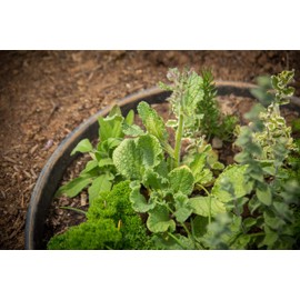 6 Pack of 16 in Planting Rings for Watering Plants and Vegetables, Edging and Water Retention That Protects and Separates Rock and Mulch