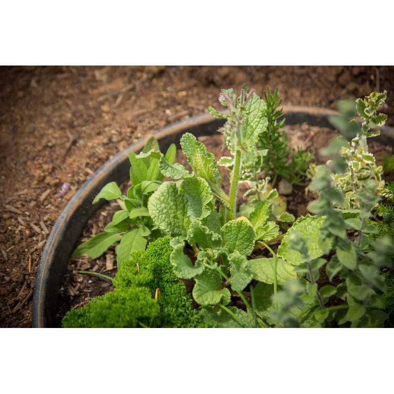 6 Pack of 16 in Planting Rings for Watering Plants