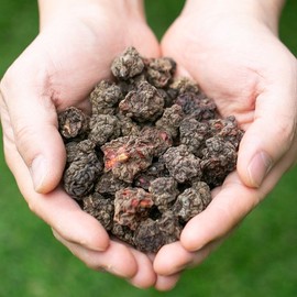 국산 꾸지뽕열매 100g 구지뽕 구찌뽕 꾸찌뽕 차 말린 건조 건 약초 국내산 한방 Domestic Kooji Berry 100g Dried Herbal Tea