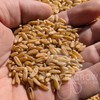 Khorasan Wheat Berries - 100% Certified Organic Khorasan Whole Wheat