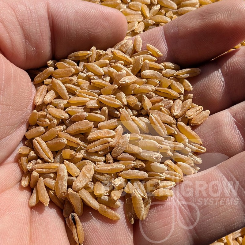Khorasan Wheat Berries - 100% Certified Organic Khorasan Whole Wheat