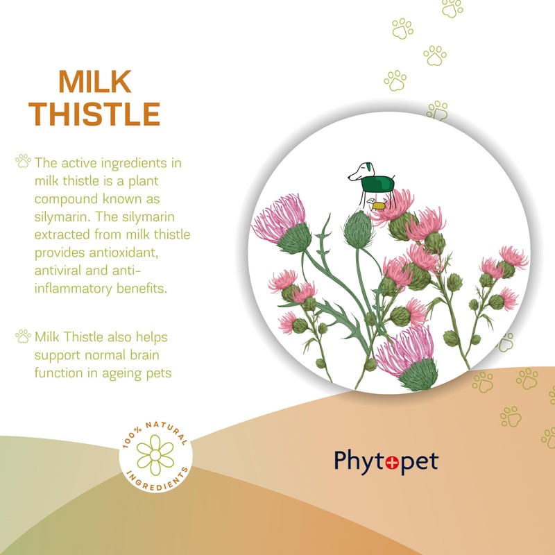 Phytopet Milk Thistle Tincture | 100ml | Liver & Gallbladder