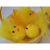 Shop4allsorts Set Of 2 Mini Easter Chicks In Nest Easter