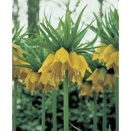 Frittilaria Lutea Maxima yellow 1_bulb