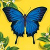 Natural History Museum Ulysses Butterfly 8 Mini Notecards Wallet