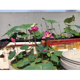 20 Organic Bonsai Bowl Lotus Seeds – Precut, Mixed Color, Heirloom, Non-GMO, Premium Quality Seeds – Water Lily Flower Plant for Indoor Bonsai, Outdoor Ponds & Water Gardens