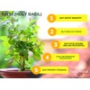Superfood Holy Basil Moringa Tulsi Tea Herbal Tea (50 Tea