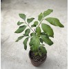 Longan 1 Longan Tree Dimocarpus Dragon Eye 10”With Pot Seedling