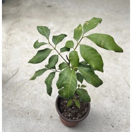 Longan 1 Longan Tree Dimocarpus Dragon Eye 10”With Pot Seedling Plant Tropical Fruit