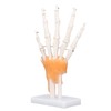 Hand Skeleton Model Life Size PVC On Base with Joints