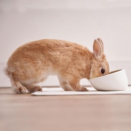 ADD. MATE Rabbit Dish, Ceramic Rabbit Dish