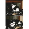 JZK Window mounted cat basking hammock + cat blanket, suction