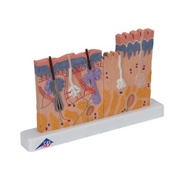 3B Scientific Human Anatomy - Skin Cut, 40x Size + Free Anatomy App - 3B Smart Anatomy, J11