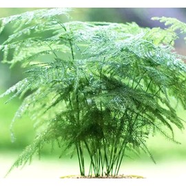 20PCS Asparagus Plumosus Nanus Seeds Terrarium Plant Asparagus Fern Seeds Heirloom