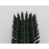 Hair Care Set Brush Natural Bristles Wooden Handle