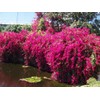 Barbara Karst Bougainvillea Live Plant 5” Tall in A 2.5”