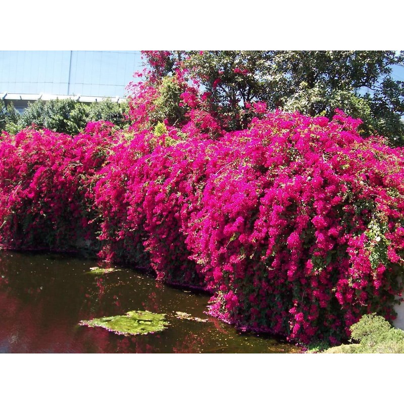 Barbara Karst Bougainvillea Live Plant 5” Tall in A 2.5”