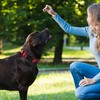 Mile High Life Dog Collar | Nylon Reflective Dog Collars