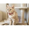 Hanami Bow Tie Cat Collar (Red) with bell safety breakaway