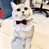 Bonito collar de gato con lazo para gatos y perros
