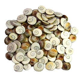 Siddhratan 21 Pieces of Gomti Chakra For wealth health success Worship Wicca Magic