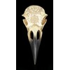 Gamital Alchemy Gothic Raven Skull - Omega | Fantasy Raven