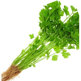 Celery Seeds for Planting. Non GMO Garden Seed for Microgreen.Vegetable Seed for Planting Home Garden-Celery Heirloom Seeds香芹/芹菜. Chinese Celery Plant Seed - Lt. Green, 1g