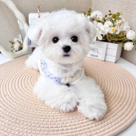 Dog & Cat Cooling Tank Top - Breathable Summer UV Protection Shirt, Anti-Hair Loss & Lightweight for Small Pets, Comfortable Sun Tank top