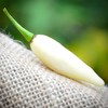 Coyote Teeth Dente di Coyote Hot Pepper Premium Seed Packet
