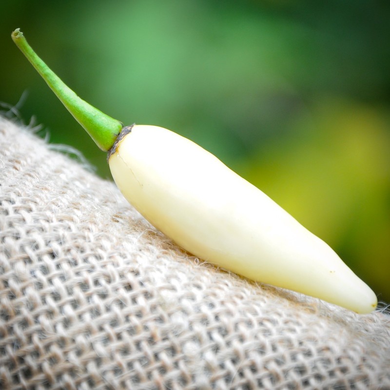 Coyote Teeth Dente di Coyote Hot Pepper Premium Seed Packet