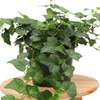 American Plant Exchange English Ivy – Live 6-Inch Potted Trailing