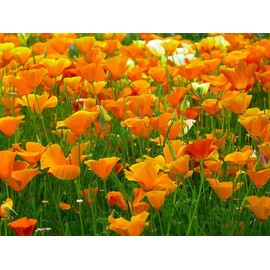 California Splendid Mix of California Poppy Seeds - .3 Oz.- Approximately 6,000 Seeds - Non GMO and Neonicotinoid Seed…