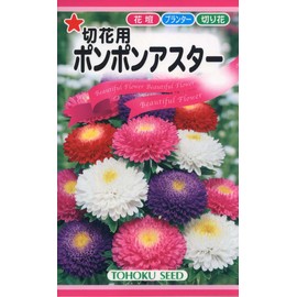 Tohoku Co., Ltd. 00090 Cut Flower Pom Pom Aster