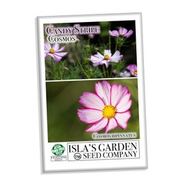 Candystripe Cosmos Flower Seeds for Planting, 100+ Flower Seeds Per Packet, (Isla's Garden Seeds), Non GMO & Heirloom Seeds, Botanical Name: Cosmos bipinnatus, Great Home Garden Gift