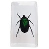 FlyingBean Real Blue Rose Chafer Beetle Insect Specimens in Resin