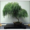 CZ Grain Dwarf Weeping Willow Bonsai Tree Cutting - Thick